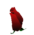 bloom.gif