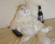 drunk-cat.jpg