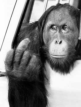 monkeydarwin.jpg